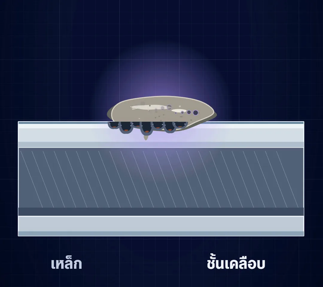 ปูนเปียกเป็นด่างแรง กัดผิวเคลือบอะลูมิเนียมผสมสังกะสีของแผ่นหลังคาเมทัลชีท
